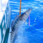 Magbay LuresMagbay Lures MagTrak Trolling Lure - Saltwater Trolling LuresMagbay Lures MagTrak Trolling LureMAGTRK - 10 - BLKRFLCTN
