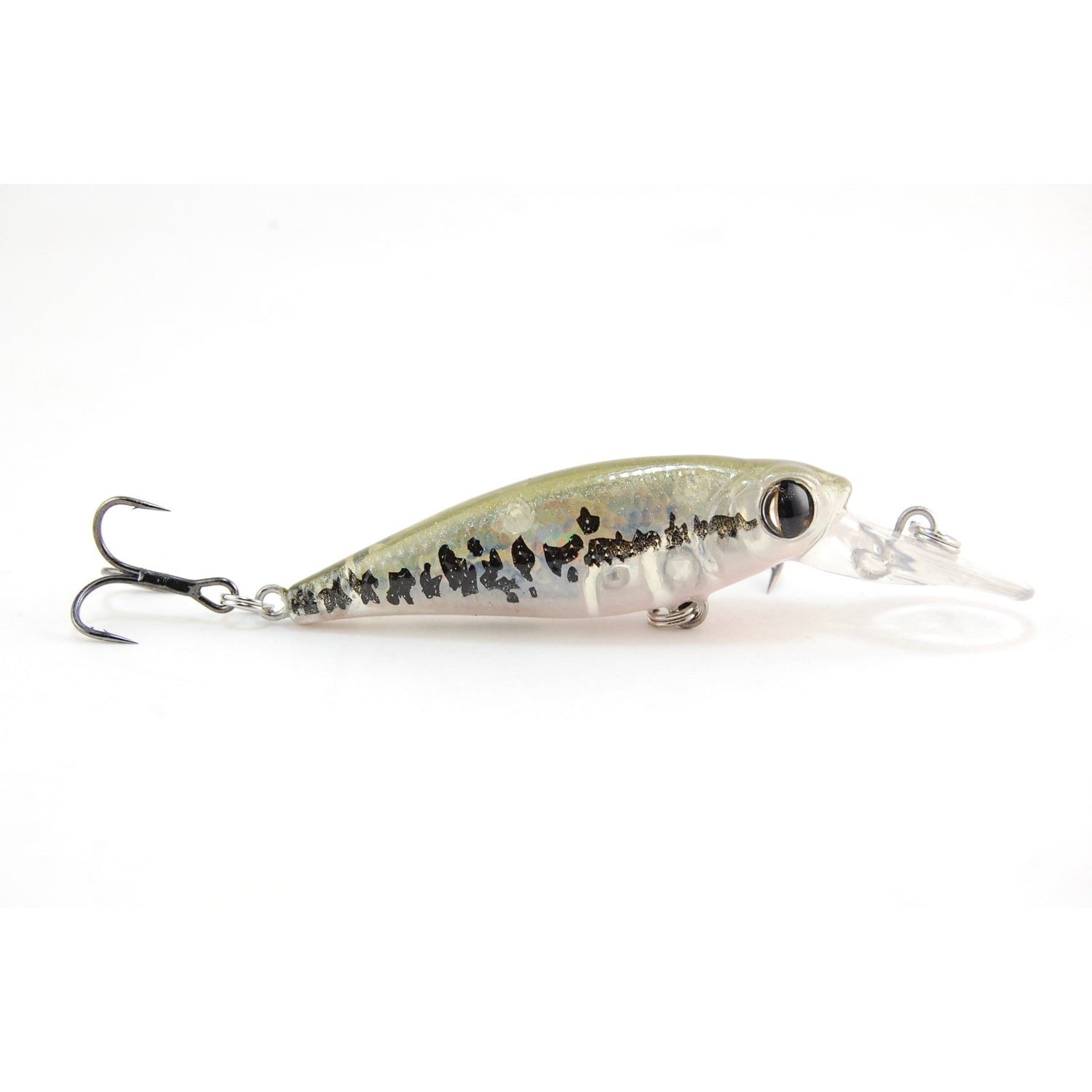 baby bass
