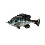 Savage GearSavage Gear Pulse Tail Bluegill LB 4" - Soft SwimbaitsSavage Gear Pulse Tail Bluegill LB 4"SG - LB - 2527